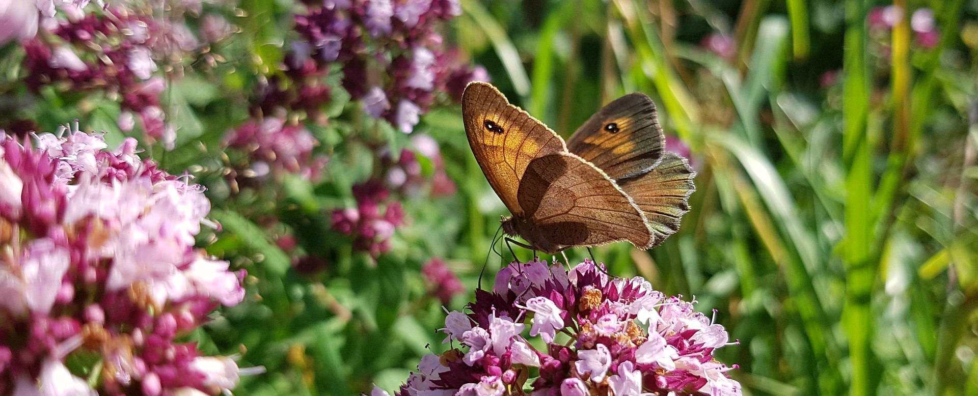 Schmetterling, © Pixabay