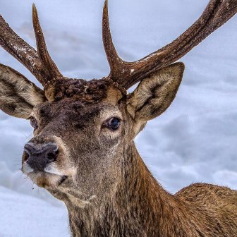 Bild 1, © Hirsch bei Wildtierfütterung © Zugspitzdorf Graina