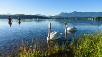 Swans in Lake Staffelsee near Murnau, © Wolfgang Ehn