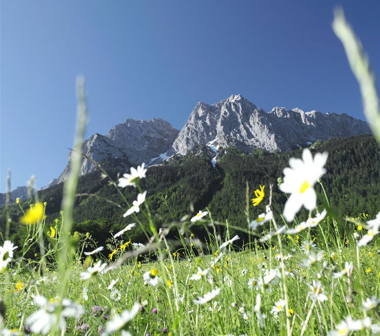 Bergfrühling in Grainau.jpg