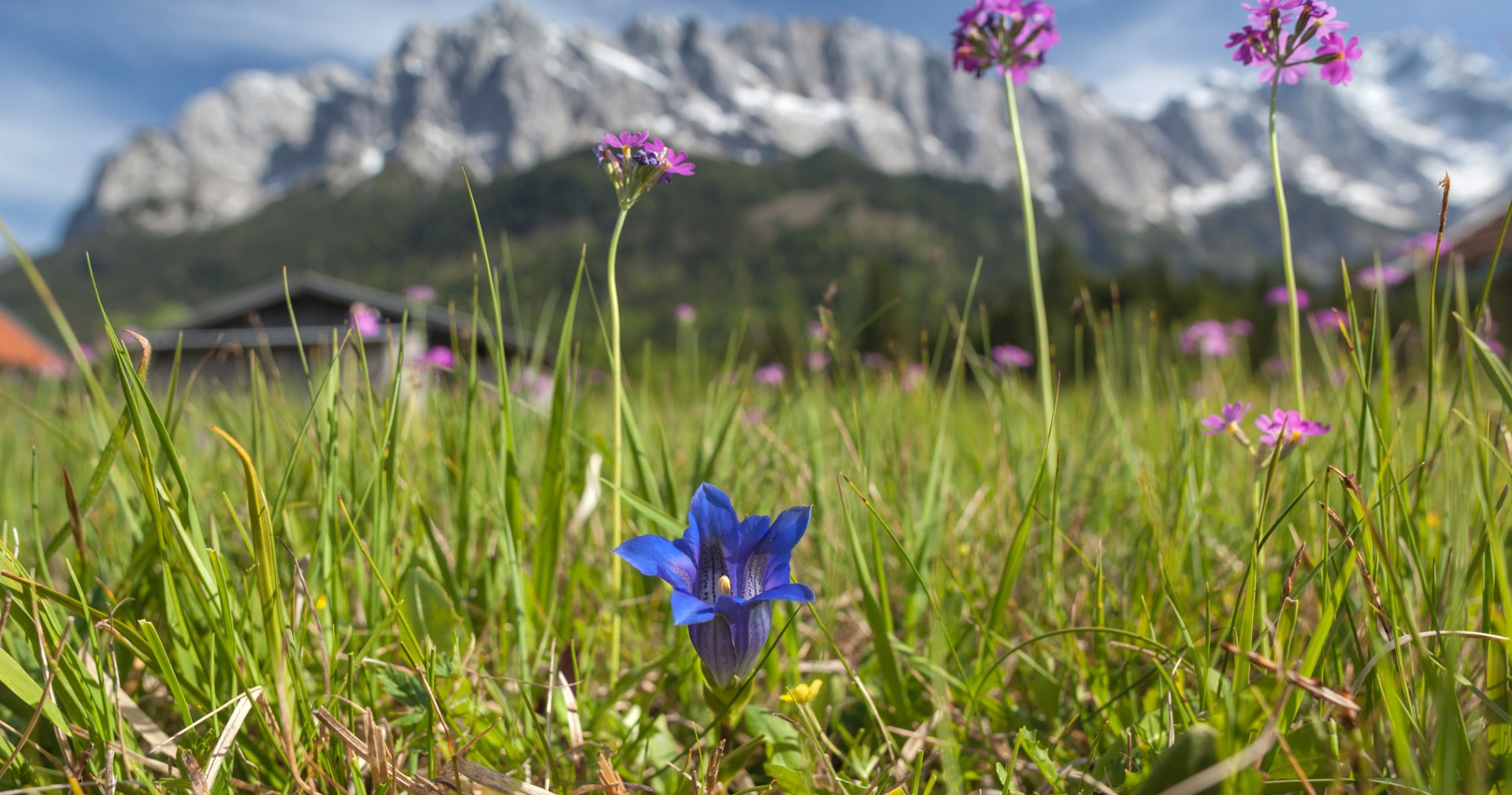 Enzian vor Bergkulisse, © Touristinformation Grainau - Foto Bäck