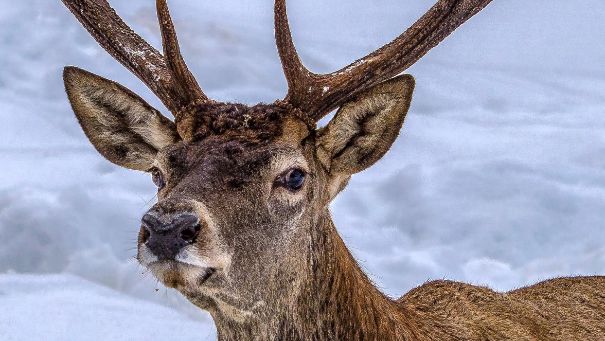 Bild 1, © Hirsch bei Wildtierfütterung © Zugspitzdorf Graina