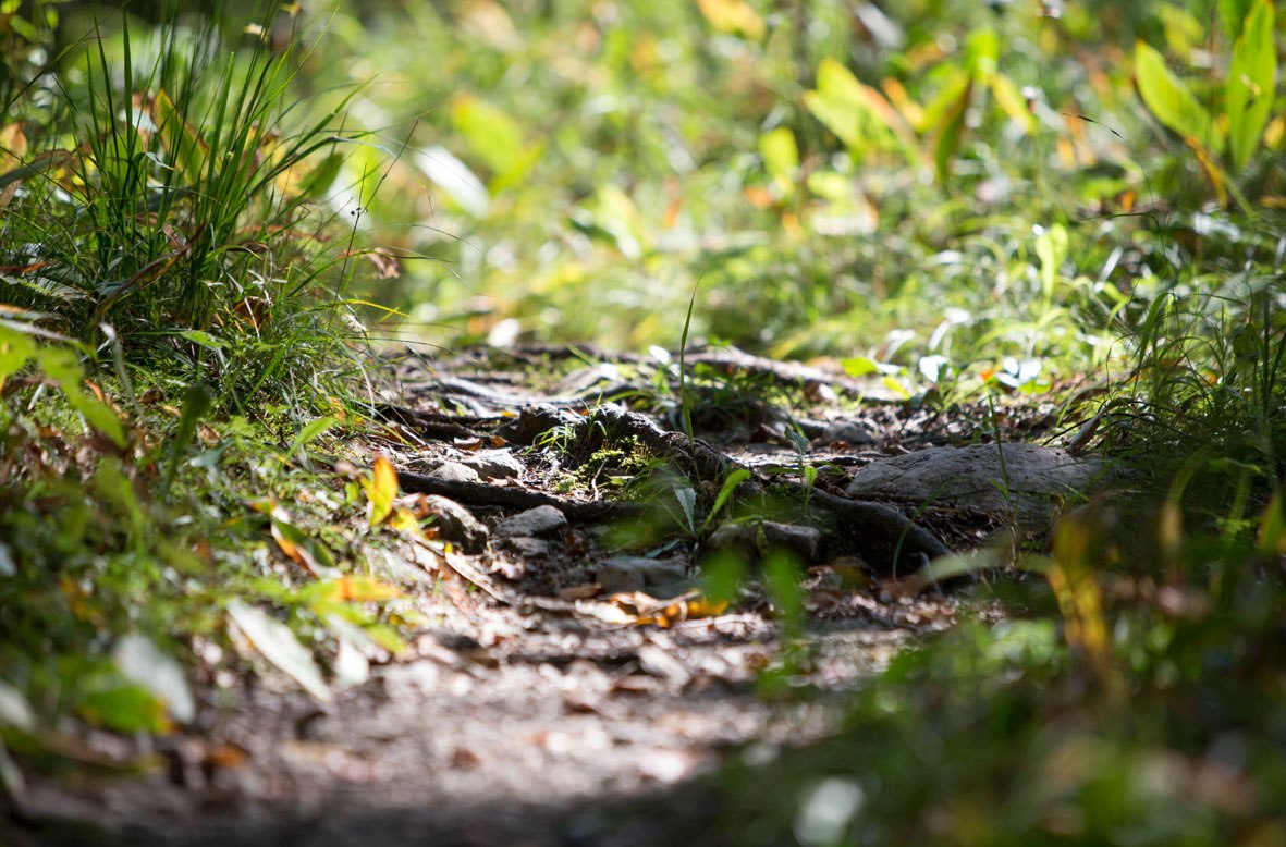 Forest path Huberpark, © Touristinformation Grainau - Foto Mönch