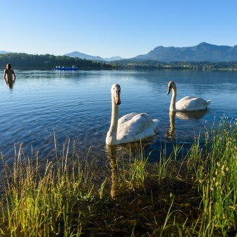 Swans in Lake Staffelsee near Murnau, © Wolfgang Ehn