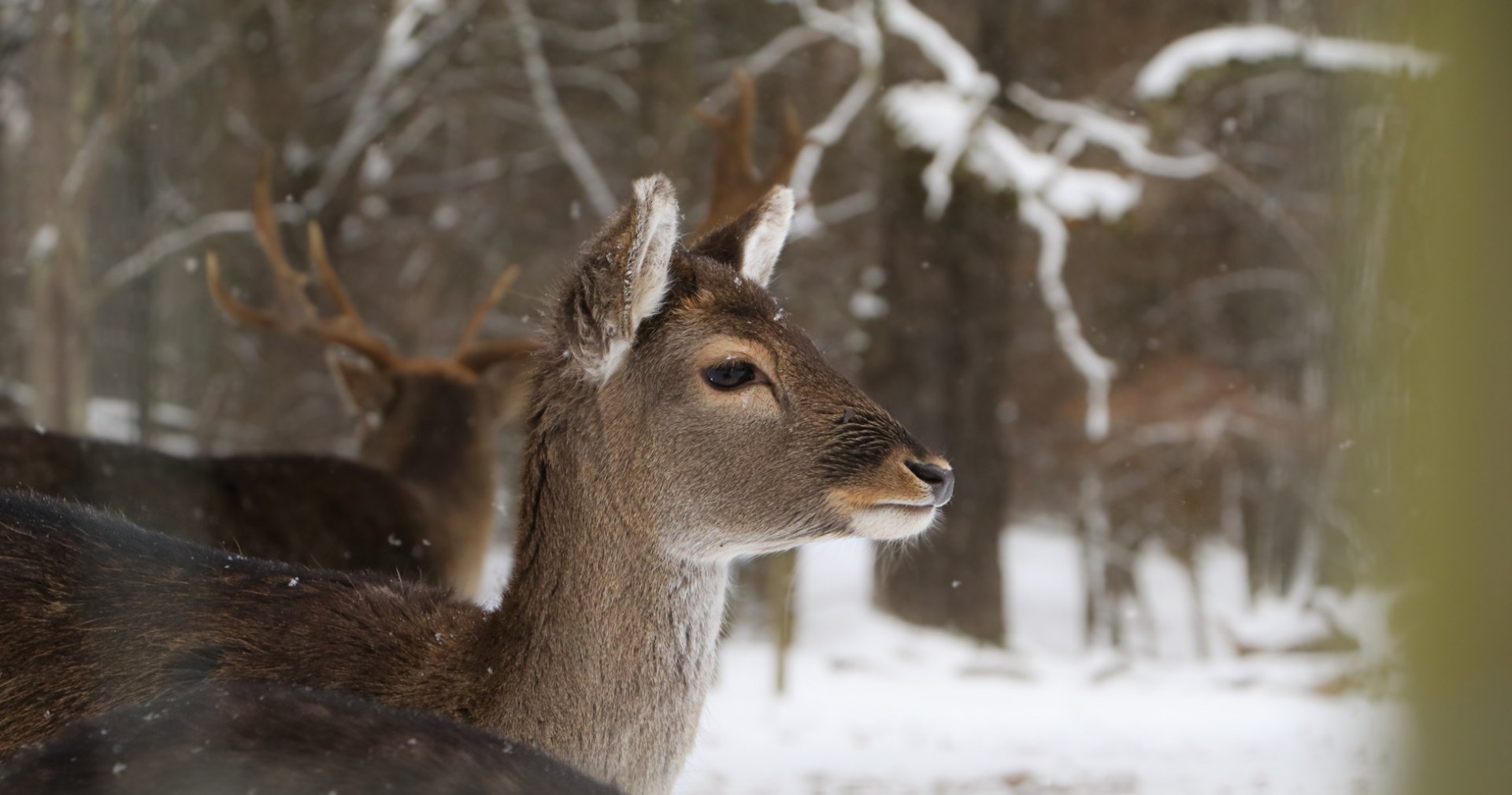 Wildfütterung, © Unsplash - Foto S. Moog