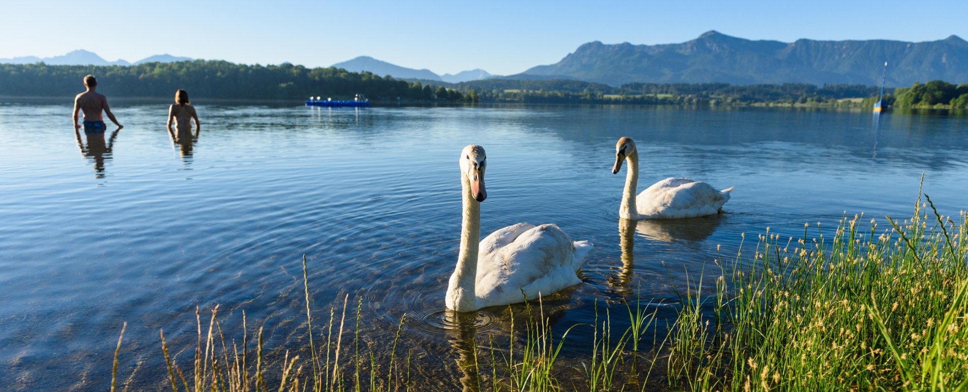 Schwäne am Staffelsee bei Murnau, © Wolfgang Ehn